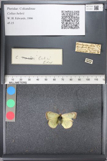 Media type: image;   Entomology 124601